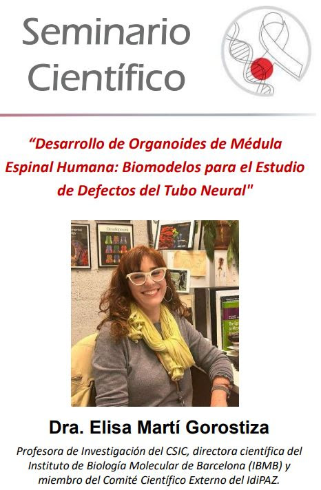Imagen ilustrativa del seminario científico: Desarrollo de organoides de médula espinal humana